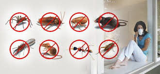 How To Get Rid Of Cockroaches In The House? Why Seek Pest Control ...