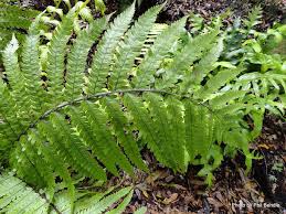 Image result for Christella dentata