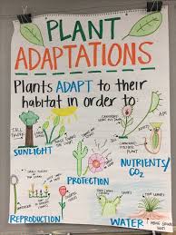 Plant Adaptations Anchor Chart Fourth Grade Science