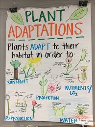 plant adaptations anchor chart fourth grade science