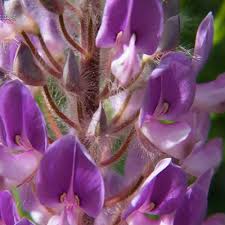 Image result for Uraria