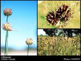 Image result for Alliaceae