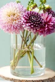 Dahlias Pretty Flowers Beautiful Flowers Flower Arrangements