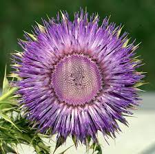 Dsc 4211 Thistle Flower Beautiful Flowers Beautiful Blooms