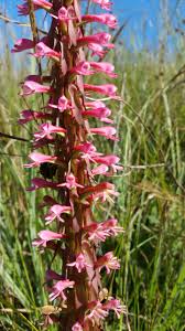 Image result for Satyrium macrophyllum