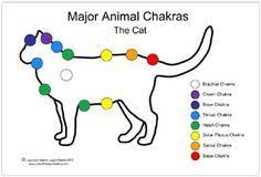 Cat Chakra Chart Google Search Chakren Alles Für Die