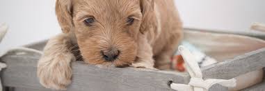 Visit us now to find your dog. Australian Labradoodle Puppies In Asheville Nc