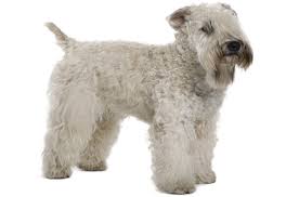 Soft Coated Wheaten Terrier