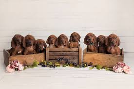 Best bathroom canisters are a great option for those who want to organize their bathroom without adding more furniture. Latest Updates From Redleaf Coonhounds Facebook