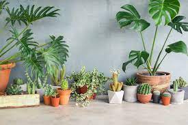 Pohon, semak, sayuran, dan tanaman lain adalah bagian dari semua tanaman, yang dipelajari oleh botani. Hunian Asri Dan Sehat Pilih 7 Jenis Jenis Tanaman Hias Ini
