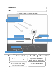 Fotosintesis adalah suatu proses di mana tanaman serta beberapa organisme hidup lainnya mendapatkan energi dari suatu sumber. Proses Fotosintesis Worksheet