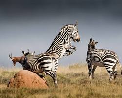 Mountain zebra in the Karoo Heartland