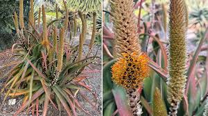 Image result for Aloe spicata