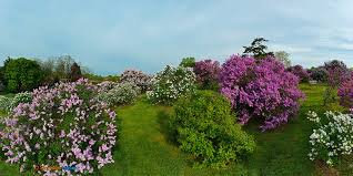 Maybe you would like to learn more about one of these? Botanical Collections Highland Park Conservancy