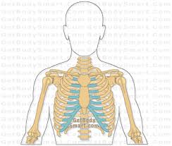 We found that getbodysmart.com is a pretty a free website study guide review that uses interactive animations to help you learn online about anatomy and physiology, human anatomy, and the human body systems. Rib Bones Getbodysmart Com Rib Bones Rib Cage Anatomy Human Ribs