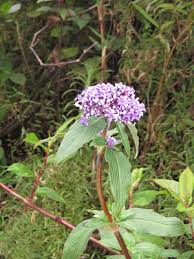 Image result for Phylohydrax