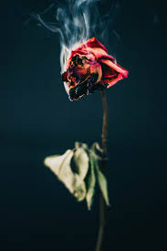 Using white vinegar and some sugar, you can create a preservative. Dying Flower Pictures Download Free Images On Unsplash