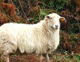 French Farm Animals Animals Barnyard Animals Animal Antics