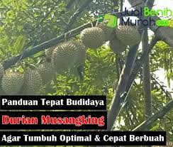 Pohon durian musangking umur 4 tahun setelah tanam, sejak tahun ke 3 dari tanam sudah berbuah tahun ke 4 durian musang king dan durian montong kali ini diadu lewat top working dalam 1 pohon durian lokal! Inilah 6 Panduan Mudah Budidaya Durian Musang King Agar Mampu Tumbuh Optimal Dan Cepat Berbuah Jualbenihmurah Com