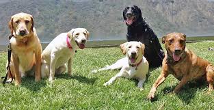 The Loved Dog Tamar Geller S Best Dog Training Boarding In Los Angeles