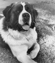 St Bernard St Bernard Dogs Big Dogs Crazy Dog Lady