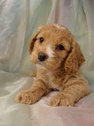 Cockapoo breeders in alaska (ak). Cockapoo Puppy Breeder In Joice Iowa
