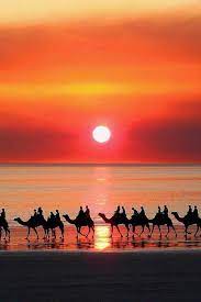 Is drinking a ginger beer by matso's broome brewery at broome camel safaris. Camels In Cable Beach Near Broome Western Australia Beautiful Beach Pictures Scenic Scenery