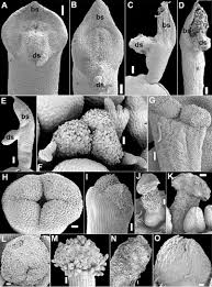 Image result for Polygala usafuensis