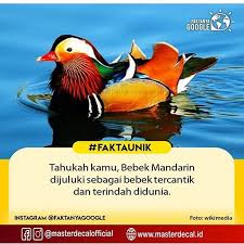 Maybe you would like to learn more about one of these? Faktanyagooglee Mandarin Duck Atau Orang Indonesia Menyebutnya Sebagai Bebek Mandarin Bebek Mandarin Memiliki Nama Ilmiah Aix Bebek Mandarin Instagram Bebek