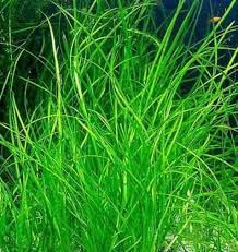 Image result for Vallisneria