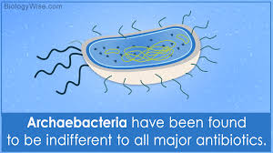 Characteristics Of Archaebacteria