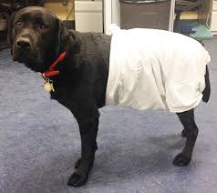 Keeping the cone on your dog after neutering is a great way to ensure that your dog does not disturb the healing process. E Collar Alternatives Dog Cone Alternative E Collar Dog Cone