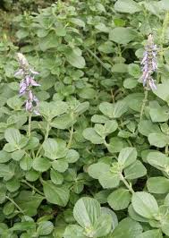 Image result for Coleus caninus