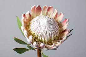 The Tenth Thing Flannelflowersblog Curiosities The King Protea Flannel Flower Bulb Flowers King Protea