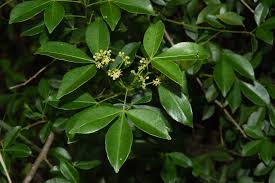 Image result for Vepris