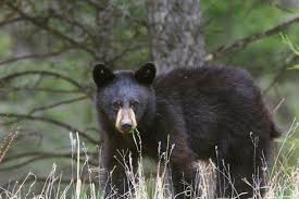 The park received three dozen buffalo: Not Many Cans Of Bear Spray Are Sold In South Dakota But I Just Got One