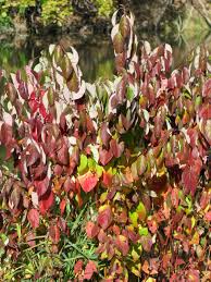 Image result for Cornus