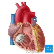 The heart is a muscular organ about the size of a fist, located just behind and slightly left of the breastbone. Heart Anatomy Structure Valves Coronary Vessels Kenhub