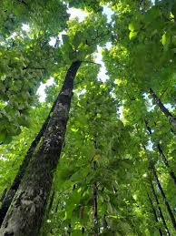 Image result for Tectona