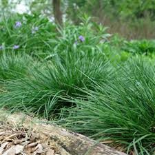 Image result for Deschampsia cespitosa