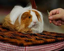 If your guinea pig is drinking a lot of water initially, then it is normal for them to do so. Why Isn T My Guinea Pig Drinking Water Pethelpful