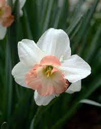 10 Types Of Daffodils You Ll Want In Your Garden This Spring Daffodils Fall Flowers Garden Flowering Vines