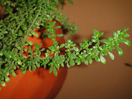 Image result for Pilea microphylla