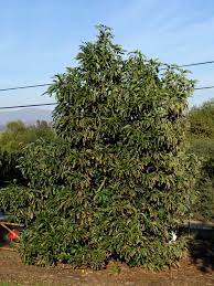 Just make sure the pot is large and has good drainage holes, and that the variety you select is a dwarf form. Can You Grow An Avocado Tree In A Small Yard Greg Alder S Yard Posts Southern California Food Gardening
