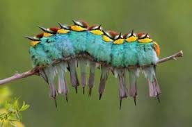 Big Fuzzy Black And Red Caterpillar Hey If We Sit Really Really Close Together We Ll Look Like A Big Fuzzy Caterpillar Birds Animals Beautiful Pretty Birds