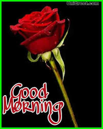 Happy sunday friends picture with rose flowers. Top 70 Good Morning Rose Flowers Images Pictures Photos Status Pics