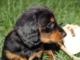 Black And Tan Chiweenie Long Hair 6 Week Old Bonnie Long Haired Black Tan Dachshund Black And Tan Dachshund Long Haired Dachshund Puppies