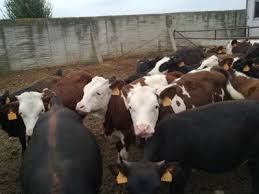 We did not find results for: Vand Vitei Rasa Valdostana Cu Pedigree Originara Din Italia Rasa Mixta Carne Lapte