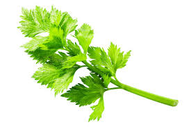 Image result for Apium graveolens