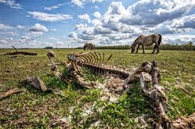 Vind het allemaal op oozo.nl waar alle 112 meldingen, vergunningen, faillissementen en andere informatie over oostvaardersplassen 24 uur. Doodschieten Grote Grazers Oostvaardersplassen Moet Populatie Verkleinen De Volkskrant